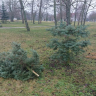Pokácená jedla u Polikliniky III / Foto: TSHK