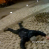 Snímek z videozáznamu ze zásahu policie / Foto: PČR