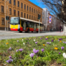 Krokusy na náměstí Svobody / Foto: Technické služby HK
