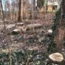 Za měsíc padlo na Slezském Předměstí nejméně 10 stromů / Foto: MPHK